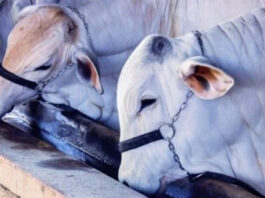 Tecnologia e diversificação impulsionam a pecuária baiana rumo a 2026