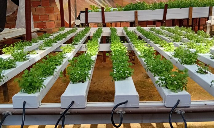 P1BA- Agricultura SFC003