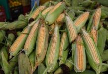 Camaçari: Feira do Milho começa dia 18 no Centro Comercial