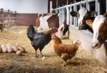 Pecuária baiana atinge patamar recorde e reforça protagonismo no agronegócio nacional